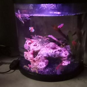 Fish tank